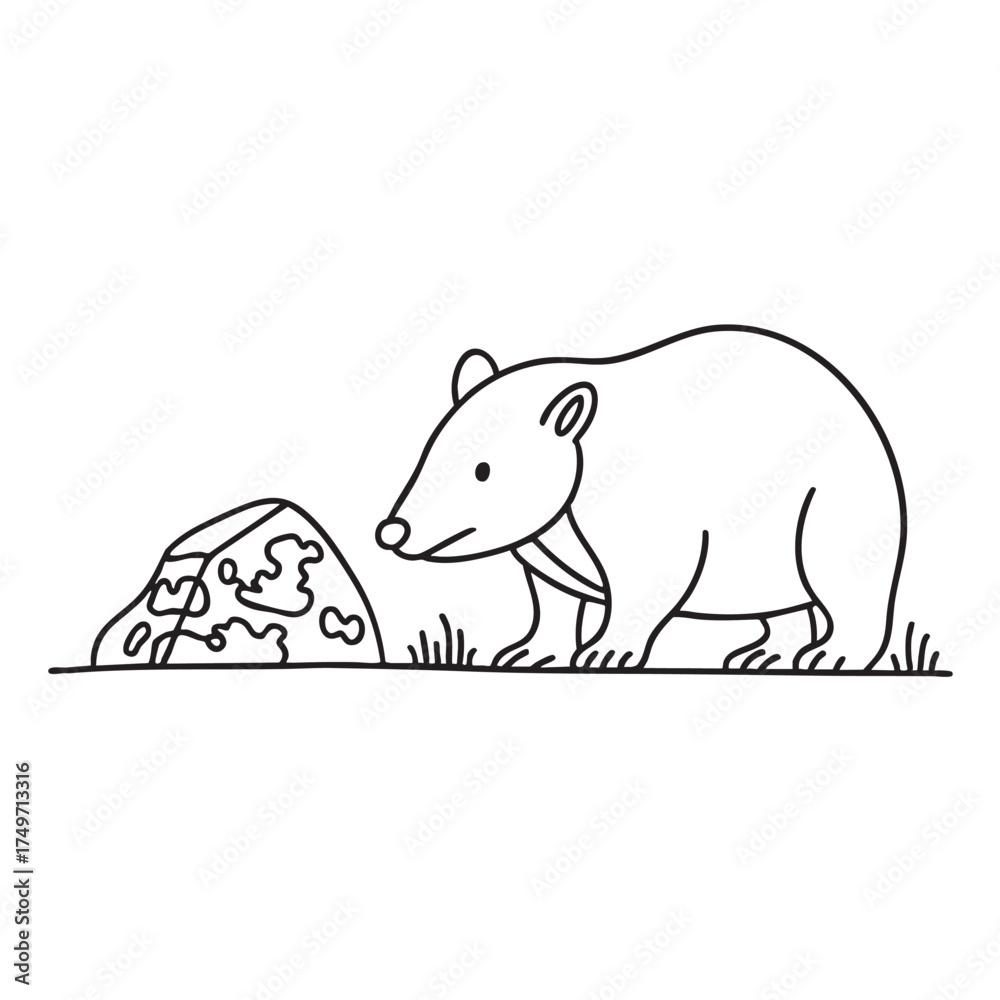 Fototapeta premium A wombat near a rock with lichen growing on its surface