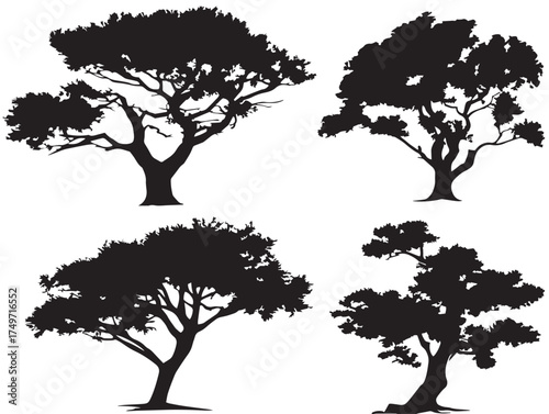 Majestic Juniper Tree Illustration Depicted in Fine 2D Vector Line Art