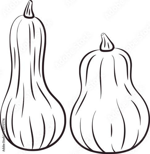 Two butternut squash line drawing gourds vegetables