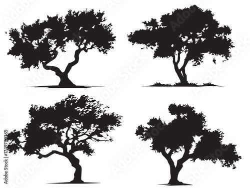 Mesquite Tree Silhouette with Twisted Branches 2D Vector Line Art