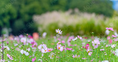 緑の草原に咲く初秋のコスモス畑