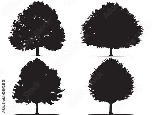 Poplar Tree Silhouette with Tall Elegant Form 2D Vector Line Art