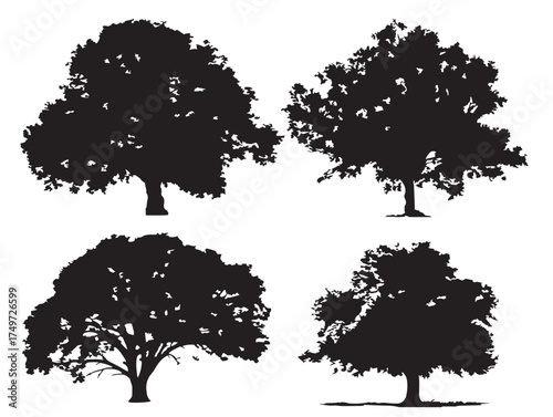 Sycamore Tree Silhouette Set Beautiful 2D Vector Line Art Illustration