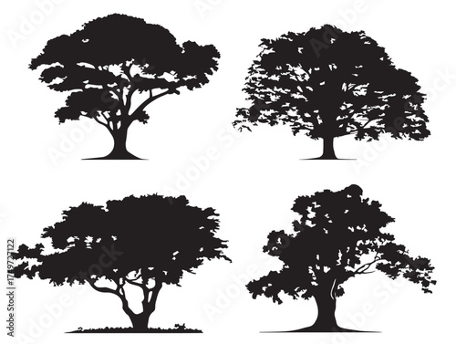Teak Tree Silhouette Four Set Elegant 2D Vector Line Art