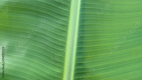 Detailed full-frame background of a large, fresh green banana leaf with a thick, illuminated central midrib and highly defined parallel lateral vein patterns. Nature concept