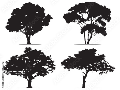Teak Tree Artistic Silhouette Set Detailed 2D Vector Line Art