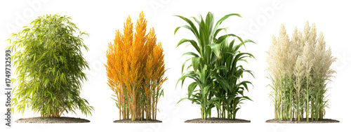 Four sets of quinoa plants, buckwheat plants, teff plants, and amaranth plants side by side on transparent background
