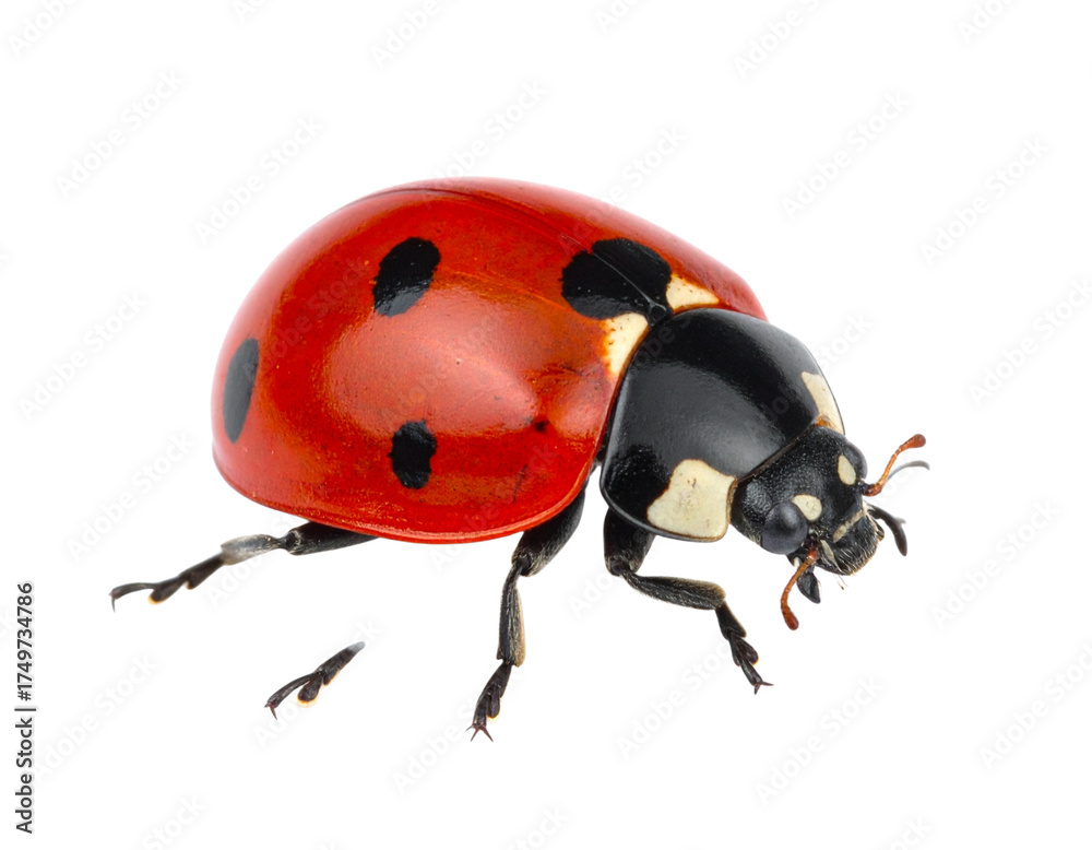 Naklejka premium Ladybug isolate on white background