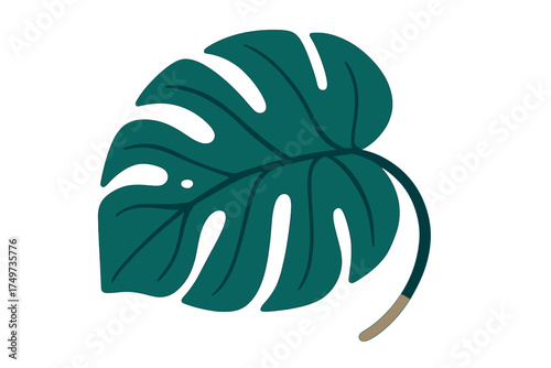 Stylized dark green monstera deliciosa leaf with natural fenestrations