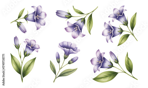 Watercolor bluebell flower set. Hand drawn elements for spring and summer floral designs