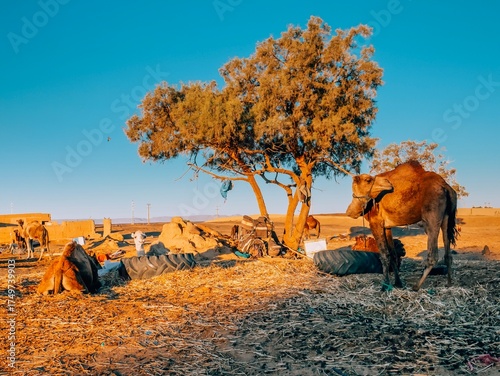 Tableau sur toile Camels in the desert