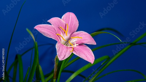 Pink Habranthus Robustus Flower Bloom on a Blue Background. Rain Lily Blooming. Rosepink Zephyr Lily or Fairy Lily Flower Growing Blossom from Bud to Full Blossom