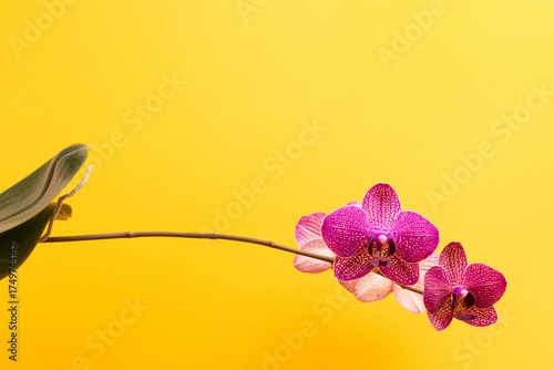 Blooming pink orchid flower with green leaves in front of yellow background.
