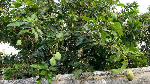 Lush green mango tree canopy heavily laden with developing, unripe green fruit, viewed from above a rough, weathered residential concrete boundary wall. Agriculture concept
