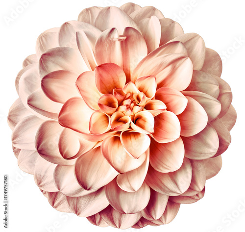 Dahlia flower. Flower isolated on the black background. Close-up. Nature.	