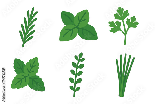 Assortment of fresh culinary herb leaves and sprigs isolated on white background