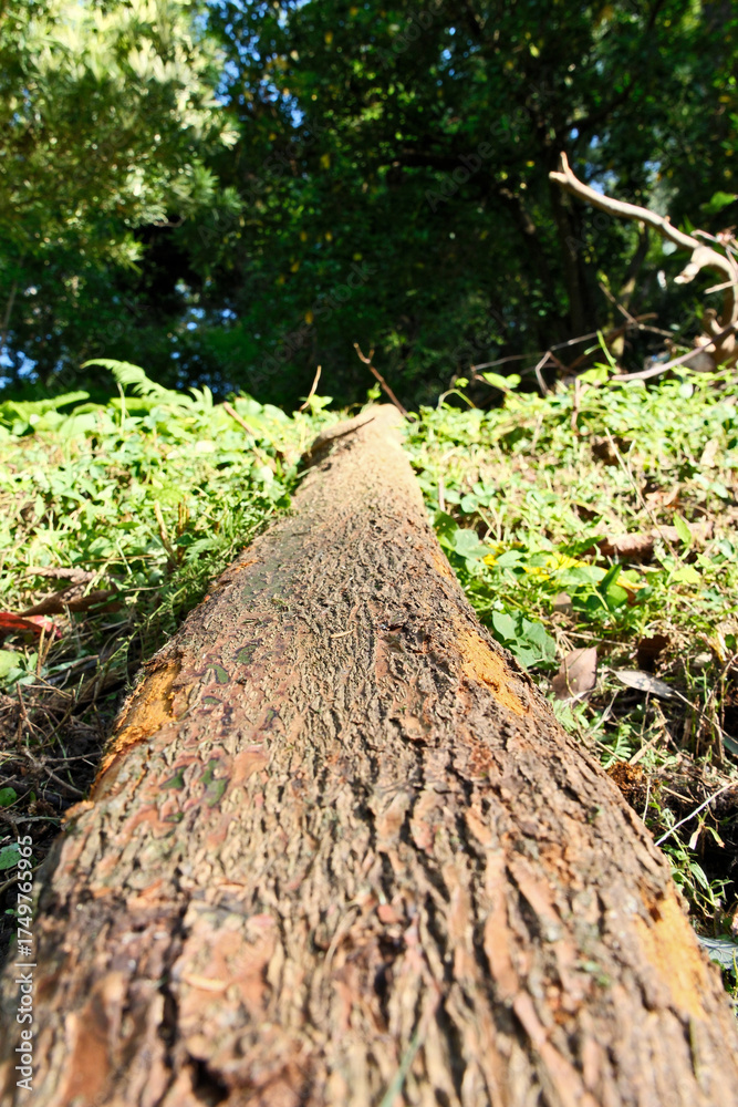 Fototapeta premium tree trunk in the forest, closeup of photo with shallow depth of field. Cut tree trunk in the forest, closeup of photo with selective focus