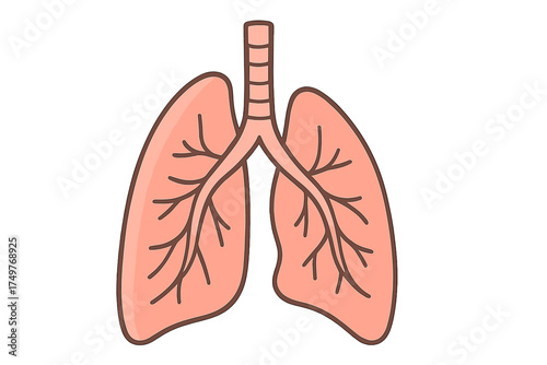 Outline diagram of human respiratory system lungs and trachea structure