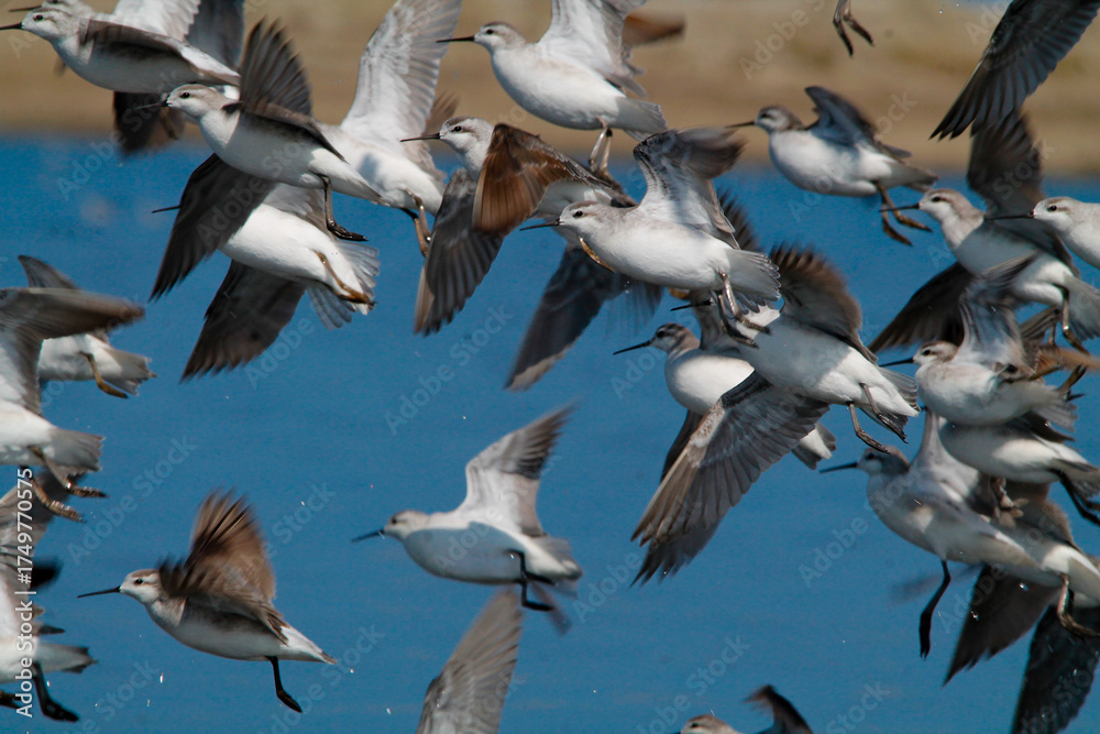 Fototapeta premium Vuelo de libertad