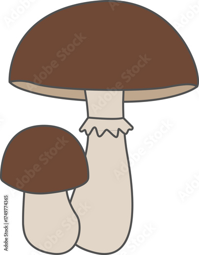 boletus edulis mushroom