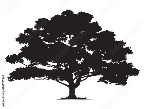 Fotografija Majestic Nadir Tree Silhouette Design in Black and White 2D Vector Line Art