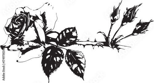 a rose flower drawn in pencil, vectorized with a white background and shading. the drawing includes the entire rose with its stem and leaves