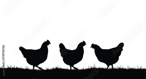Three chickens are walking together on the grass in silhouette.