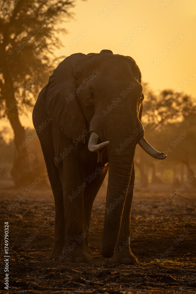 Obraz premium African elephant stands watching camera at sunrise