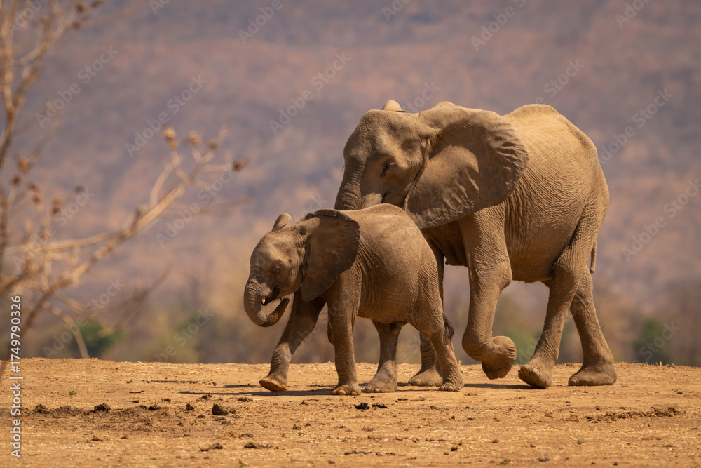 Fototapeta premium African elephant walks with calf near bushes