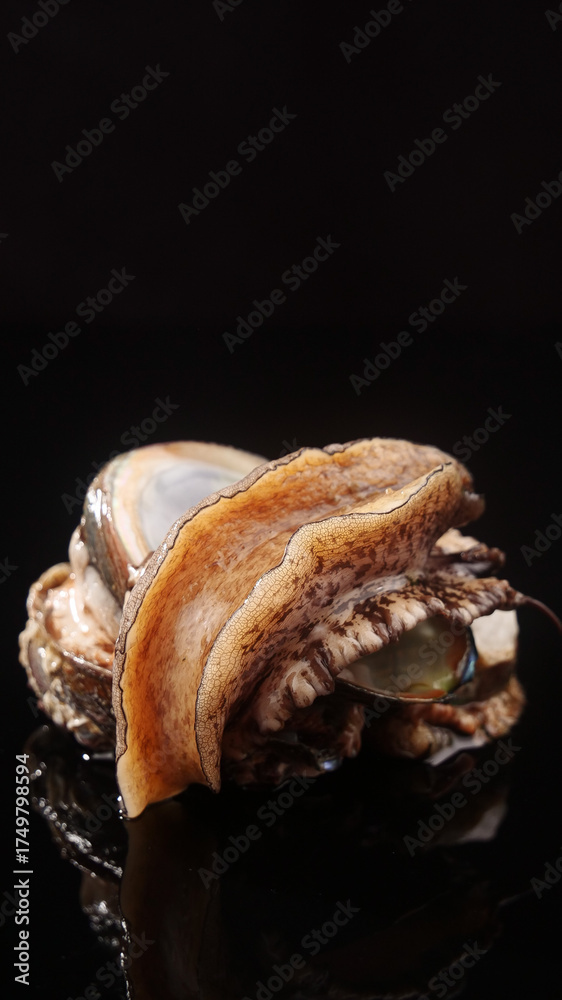 Naklejka premium Fresh Abalone Shellfish Closeup - Premium Seafood Ingredient for Gourmet Cuisine
