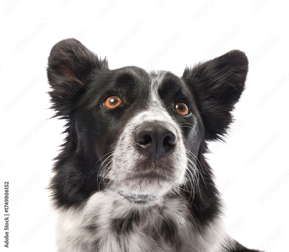 Fototapeta premium Cute Border Collie dog on white background