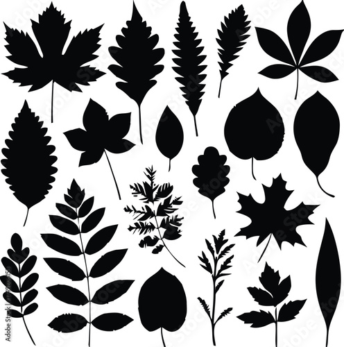leaf, leaves, silhouette, black, nature, plant, foliage, organic, design, element, isolated, white background, autumn, fall, shape, pattern, graphic, illustration, botanical, tree, branch, collection,