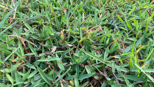 Extreme close-up, low-angle view of a well-maintained lawn with vibrant green grass blades covered in tiny morning dew droplets. Nature concept