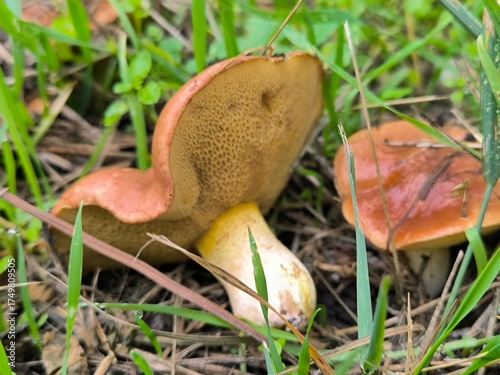 mushroom in the grass