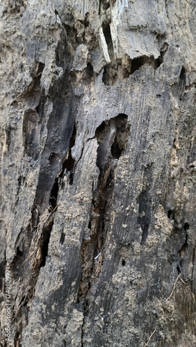 Extreme close-up texture of deeply weathered and decayed dark wooden trunk bark featuring rough grooves, prominent cracks, and large insect boreholes. Nature concept