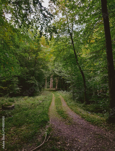 path in the woods