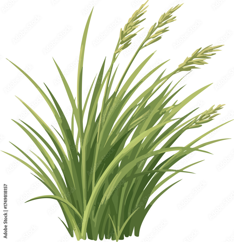 Fototapeta premium Lush Green Grass with Developing Seed Heads Natural Element