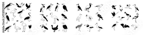 Diverse collection of detailed bird species rendered in black and white sketch style