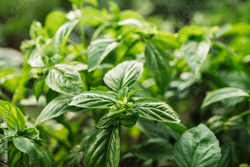 Green basil plant growing in home garden. Fresh leaves of Genovese herb. Tulsi.