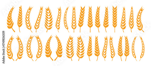 Set of wheat silhouette. Farm Wheat Ears icon vector illustration.