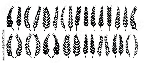 Set of wheat silhouette, Black  silhouette. Farm Wheat Ears icon vector illustration.