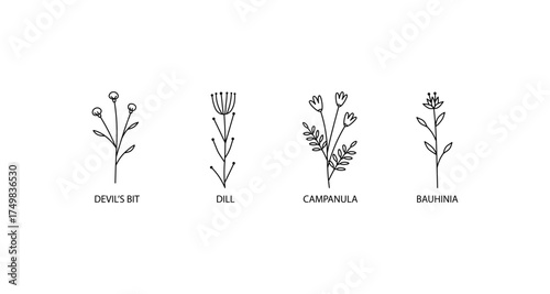 Minimalist botanical outlines of four flower types with labels