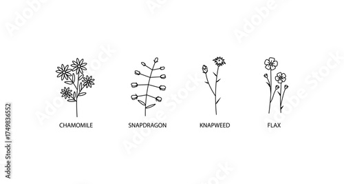 Photos Botanical line art of wildflowers: chamomile, snapdragon, knapweed, and flax
