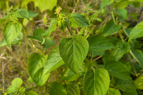 West Indian Lantana flowering plant