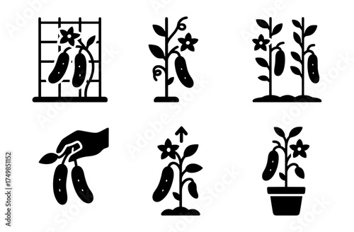 Cucumber plant growth icons set: silhouette designs with trellis and potted options
