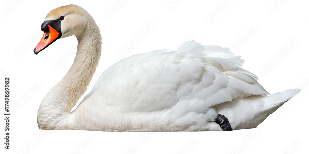 Obraz premium Majestic white swan with striking orange beak resting serenely isolated on black