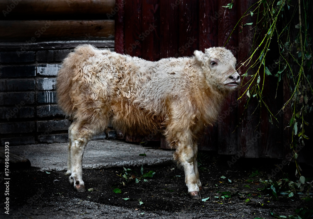 Fototapeta premium White domestic yak calf . Latin name - Bos grunniens and Bos mutus 