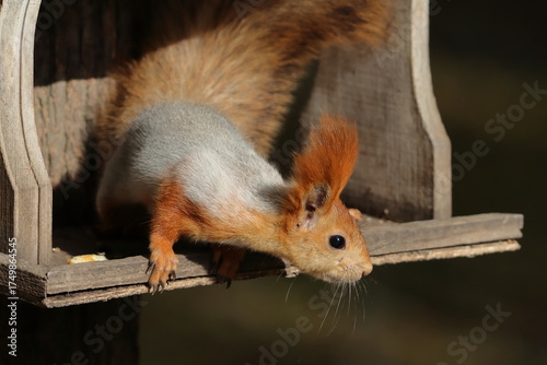 A red squirrel in a city park takes nuts from the hands of people relaxing