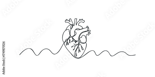 Human Heart Anatomical Outline