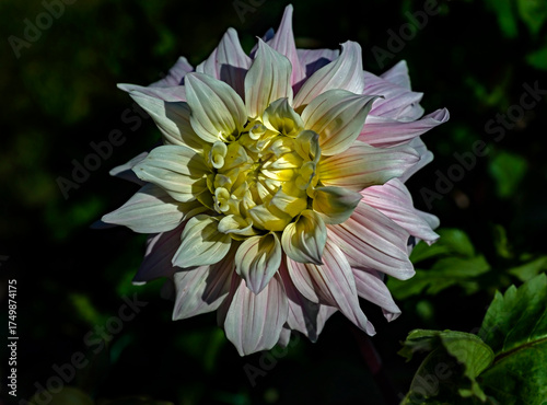 Fotografie View of dahlia in the garden